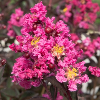 Lagerstroemia - indica - Fusion - COV